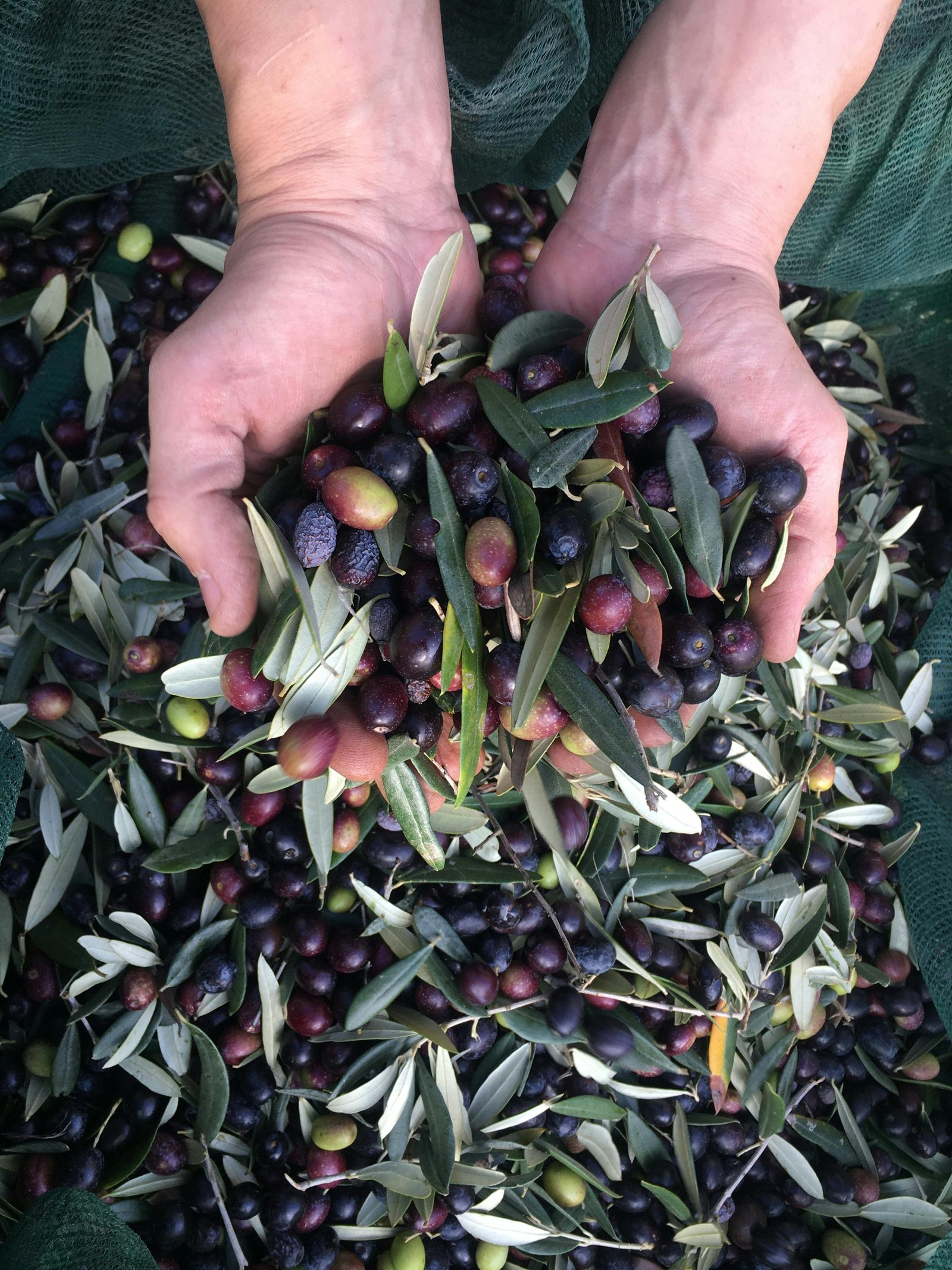 Olives in hands